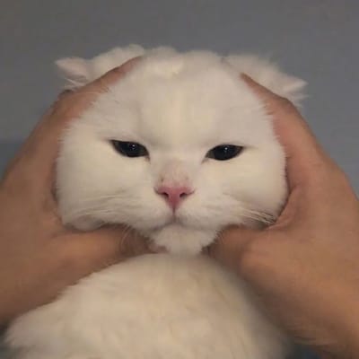 Maya Indah avatar